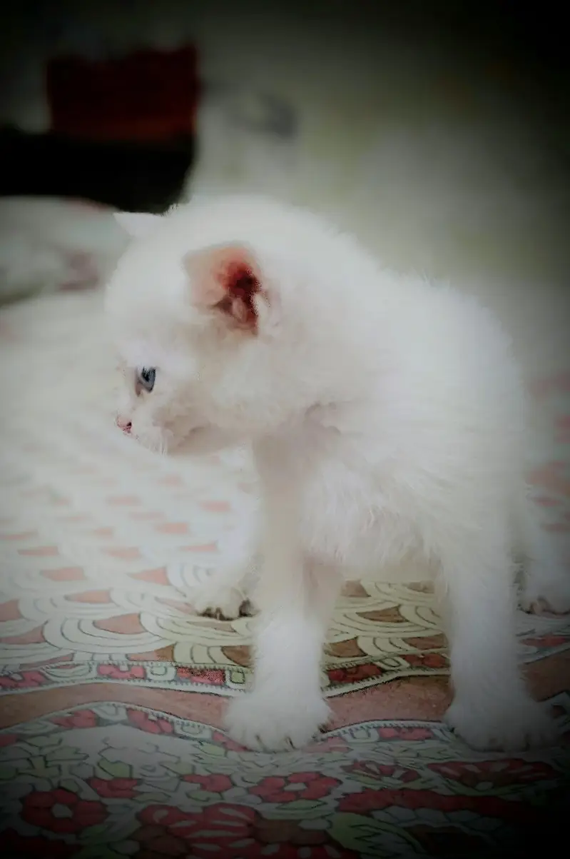 Persian cat 2 pairs — photo 12
