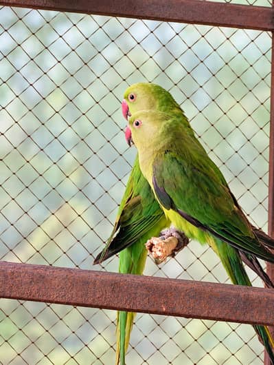 Ringneck Parrots