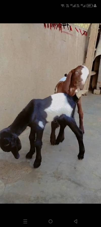 black female 6 dant