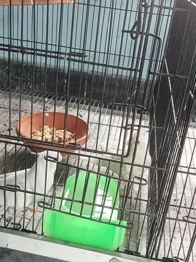 Eno White Cocktail Breeder Pair With Eggs