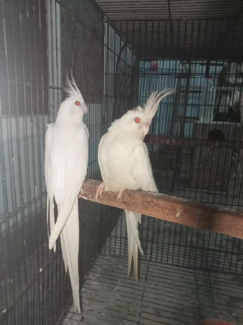 Eno White Cocktail Breeder Pair With Eggs — photo 2