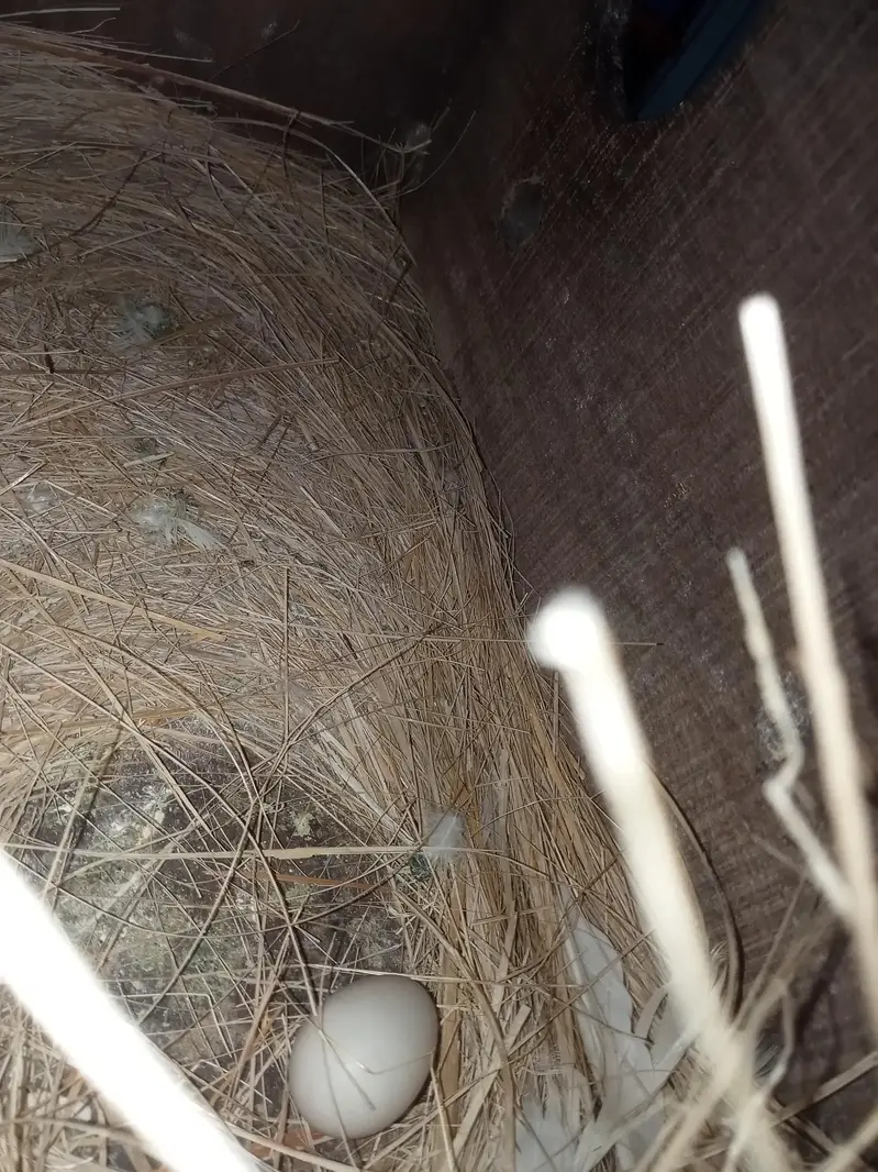 Eno White Cocktail Breeder Pair With Eggs — photo 3