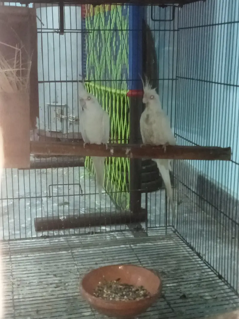 Eno White Cocktail Breeder Pair With Eggs — photo 4