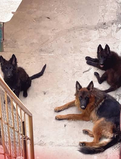 Black shepherd pups