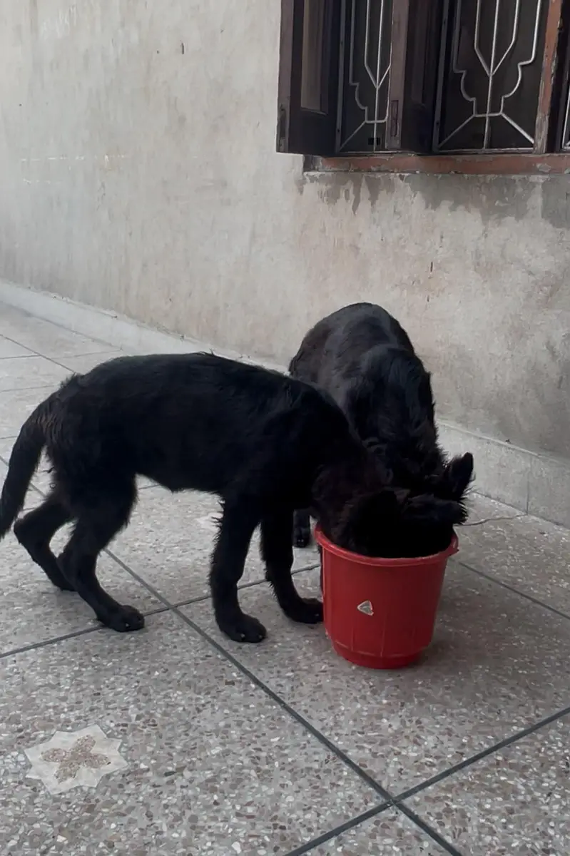 Black shepherd pups — photo 2