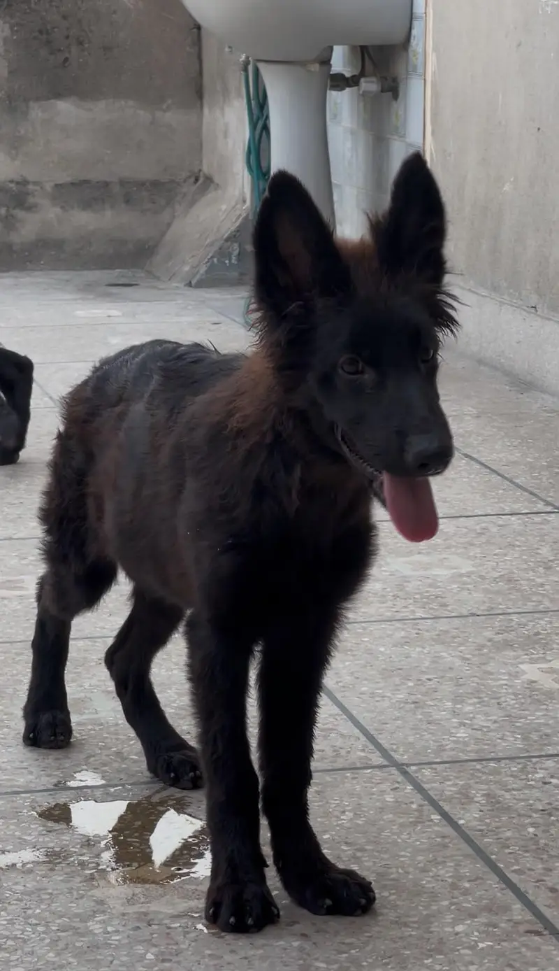 Black shepherd pups — photo 3