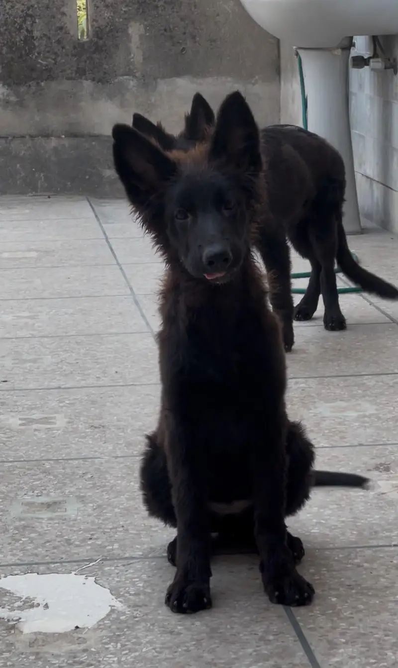 Black shepherd pups — photo 4