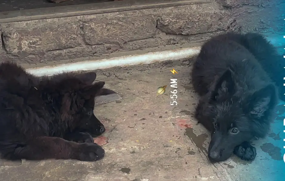 Black shepherd pups — photo 5