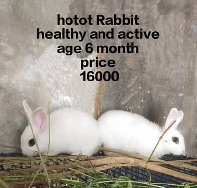 Drawf Hotot Rabbit  | Bunny  imported Breed