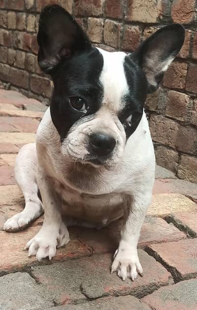 breed/french bulldog female and vaccinated premium and important breed
