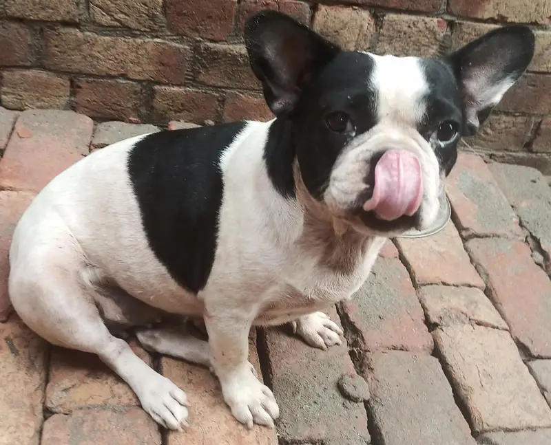 breed/french bulldog female and vaccinated premium and important breed — photo 2