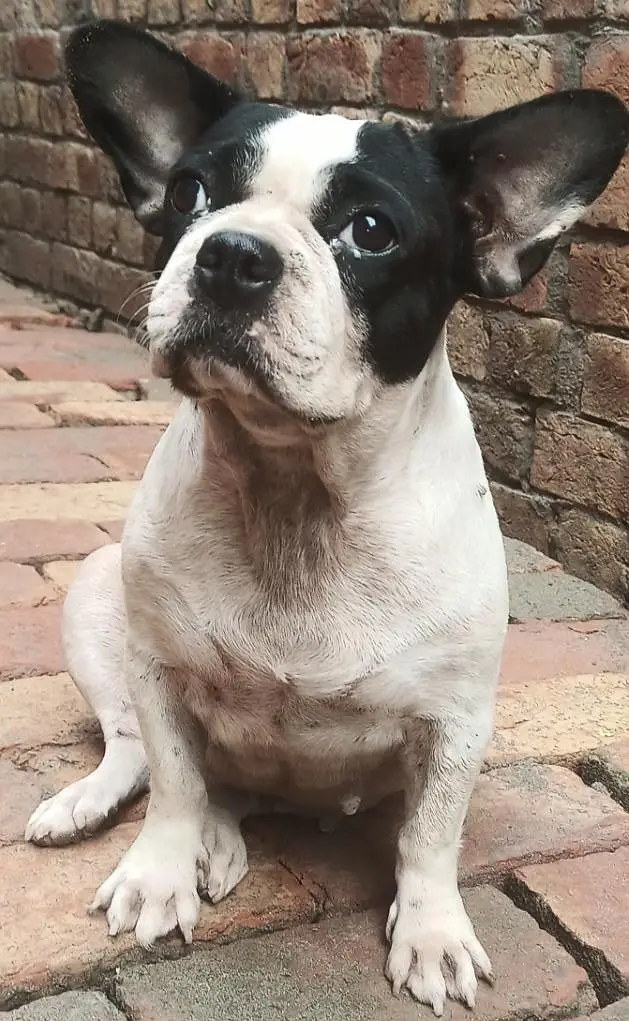 breed/french bulldog female and vaccinated premium and important breed — photo 3