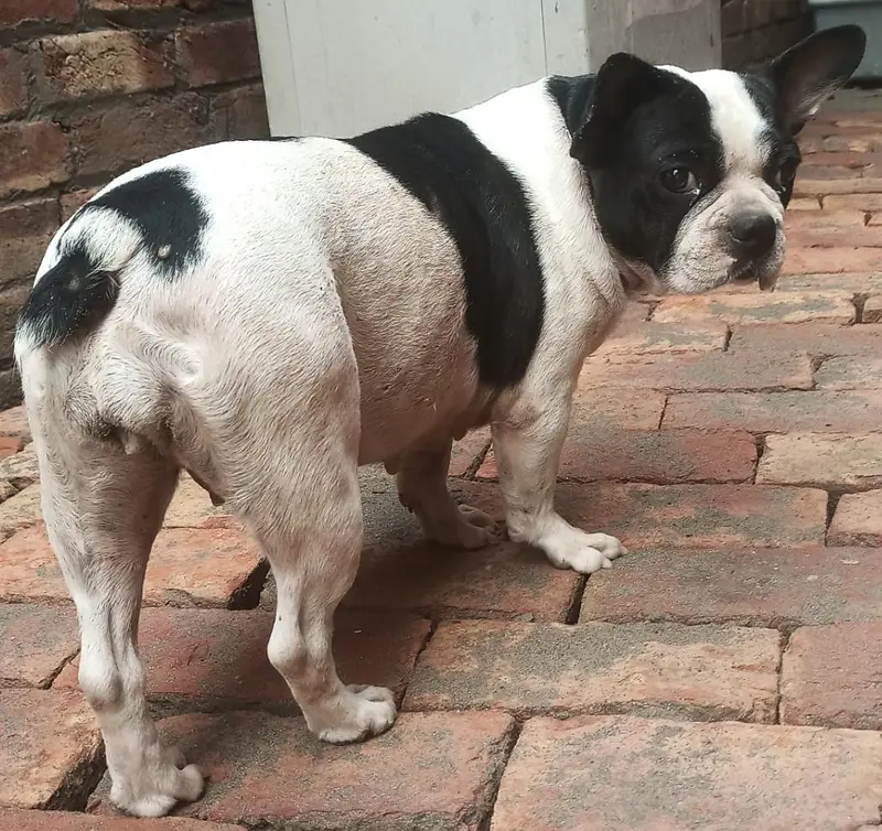 breed/french bulldog female and vaccinated premium and important breed — photo 4