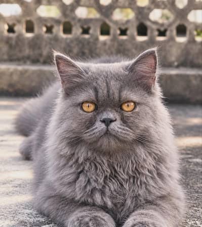 Grey Female Cat Available for Sale