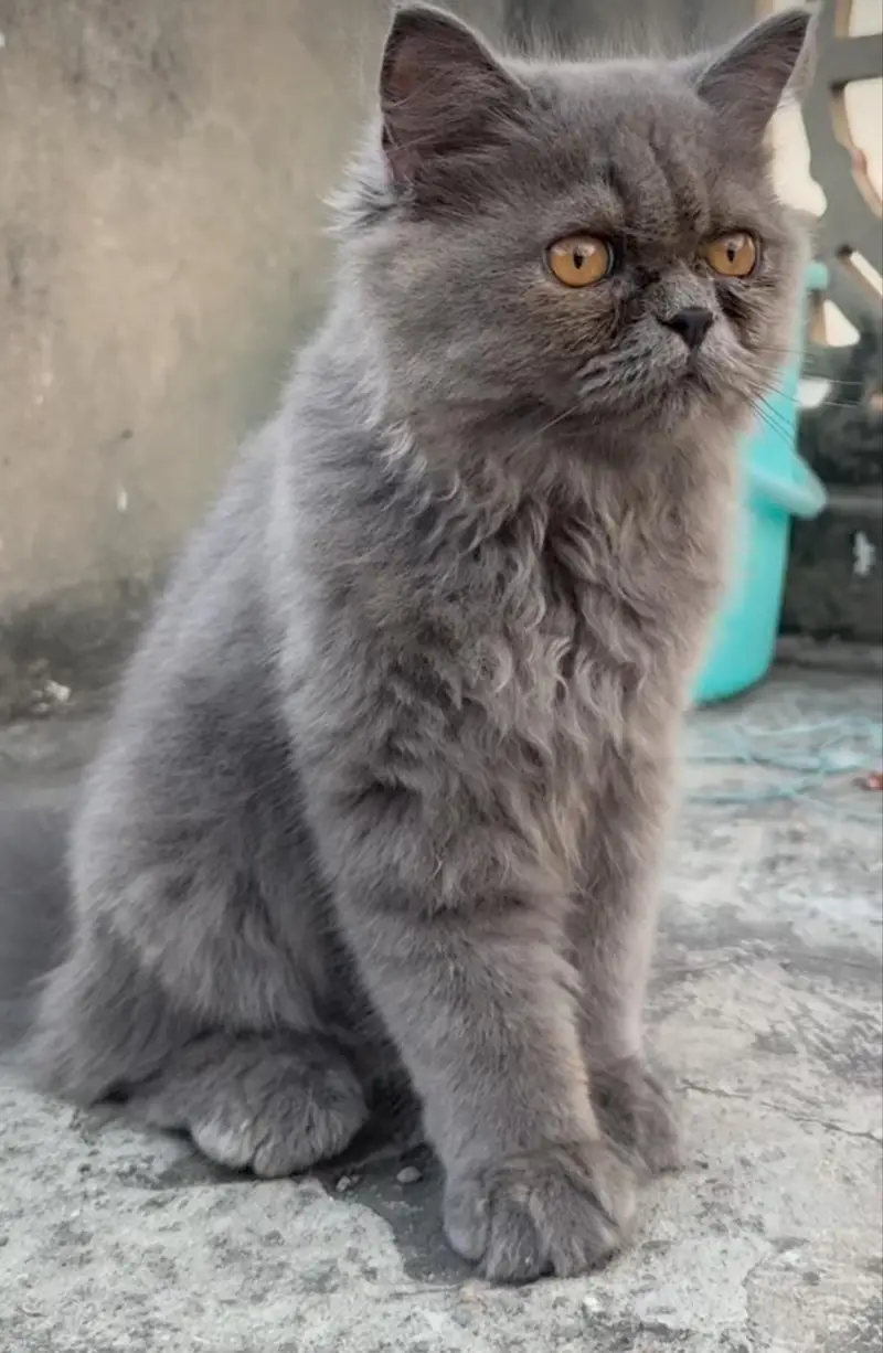Grey Female Cat Available for Sale — photo 2