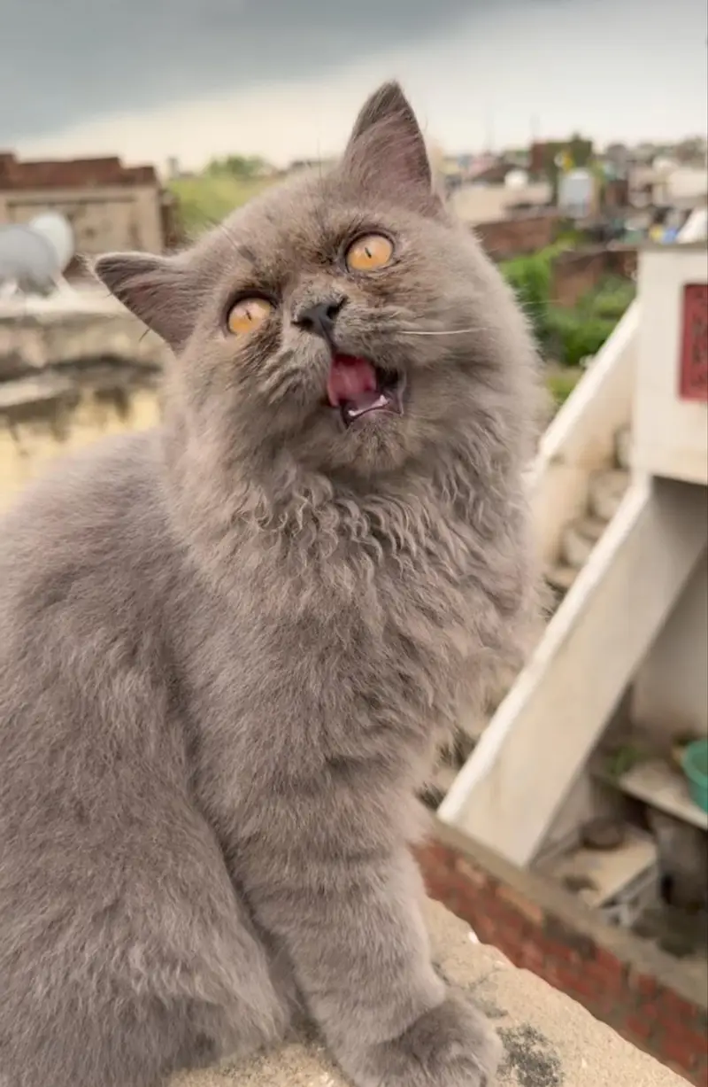 Grey Female Cat Available for Sale — photo 3
