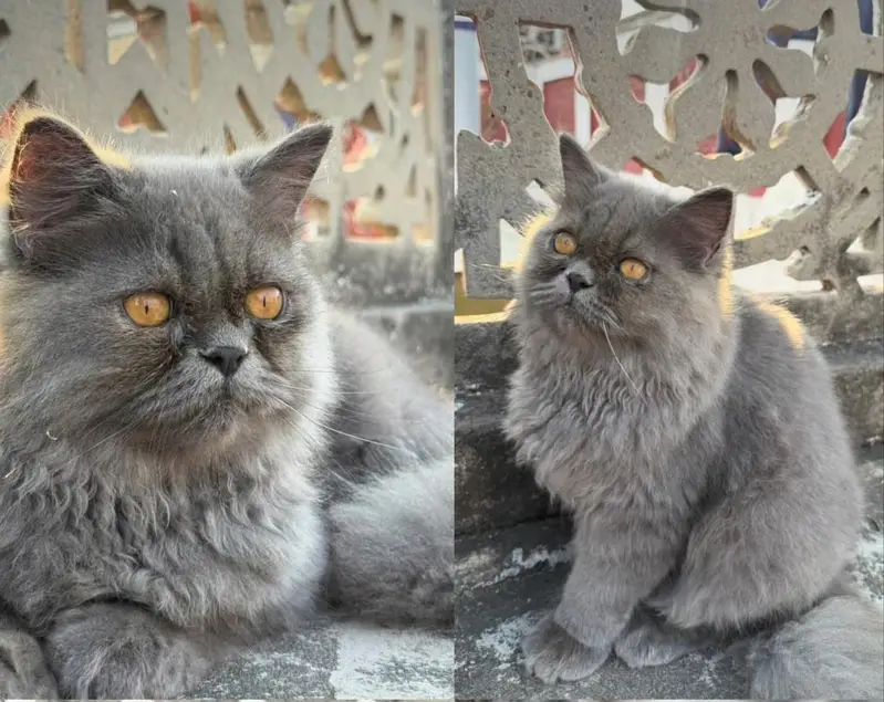 Grey Female Cat Available for Sale — photo 4