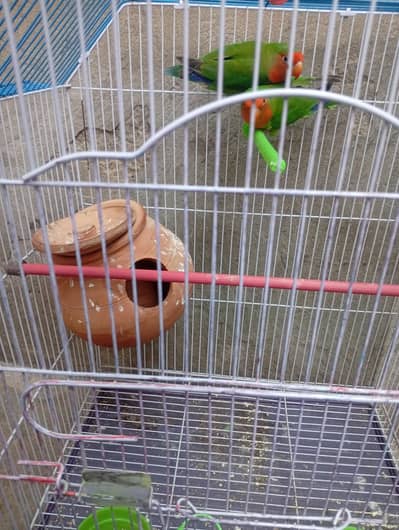 Love bird with cage