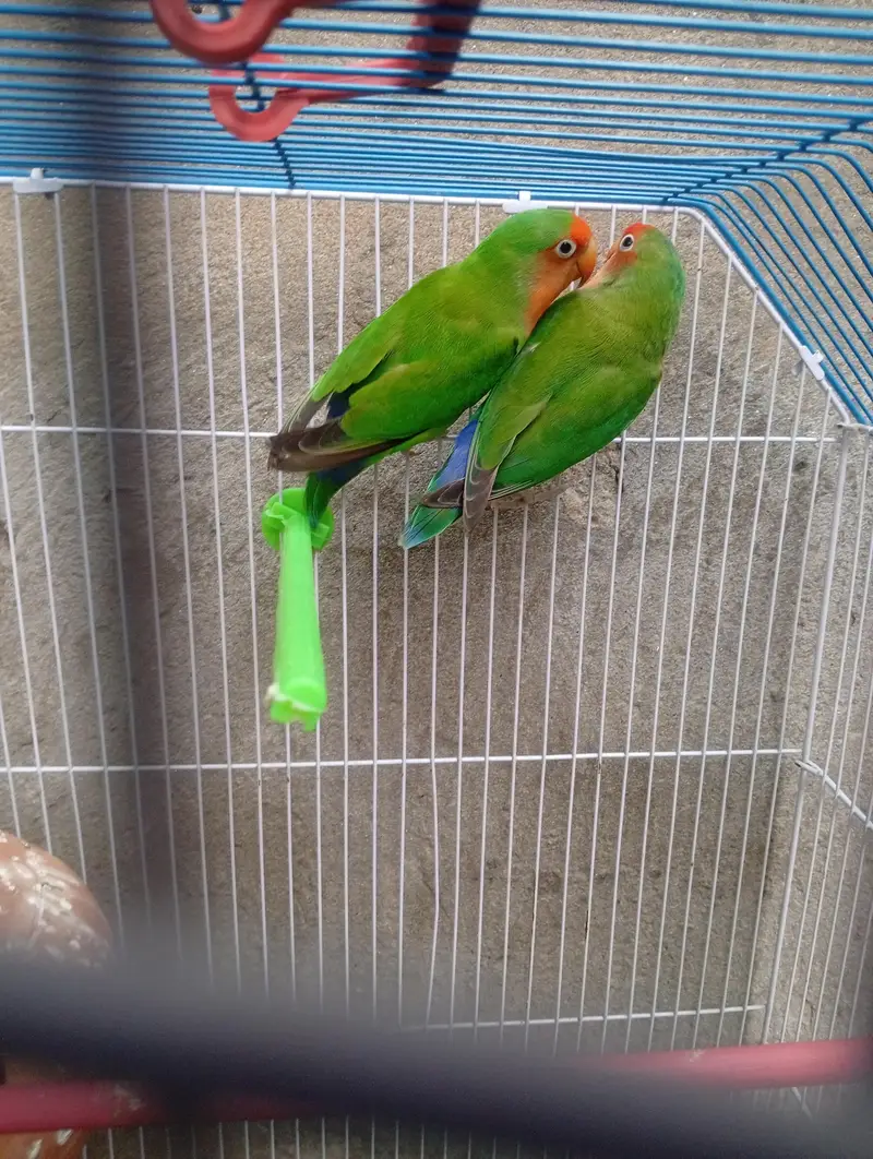 Love bird with cage — photo 2