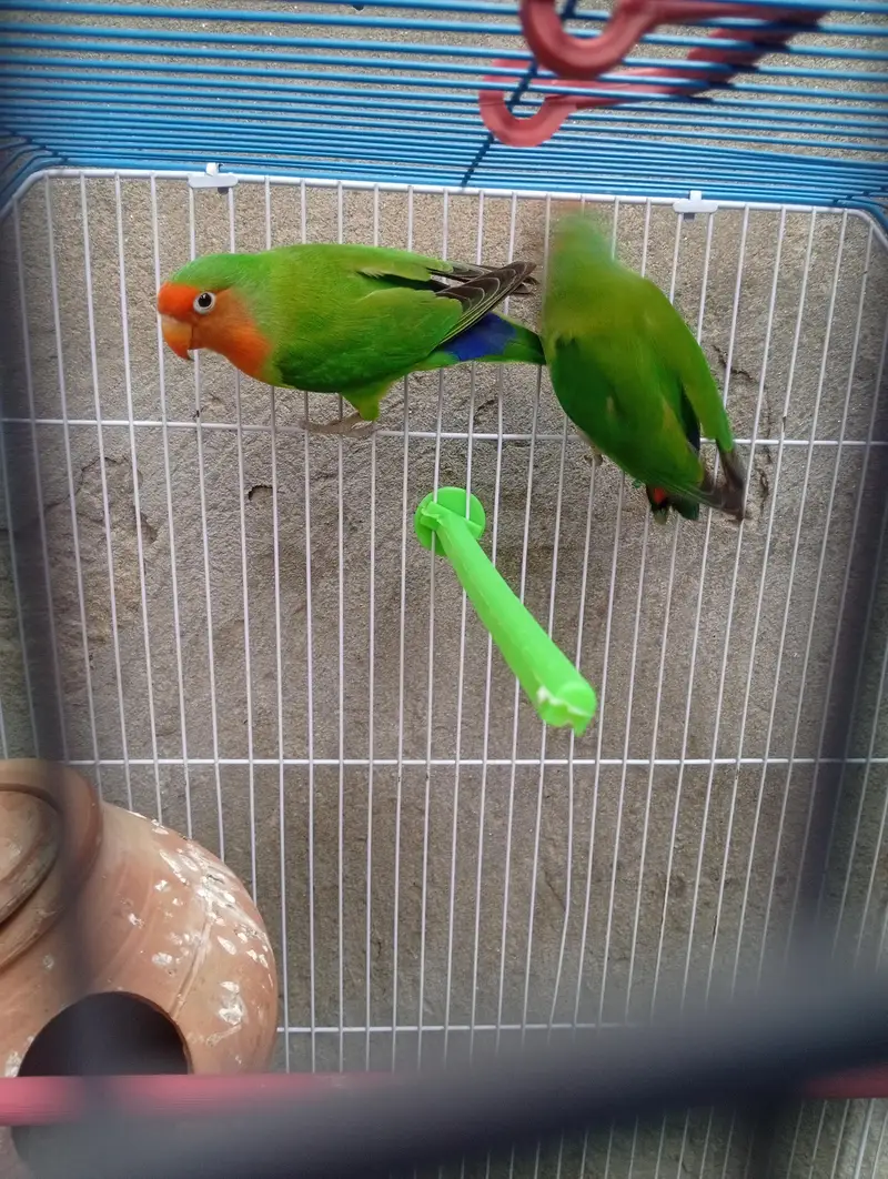 Love bird with cage — photo 3