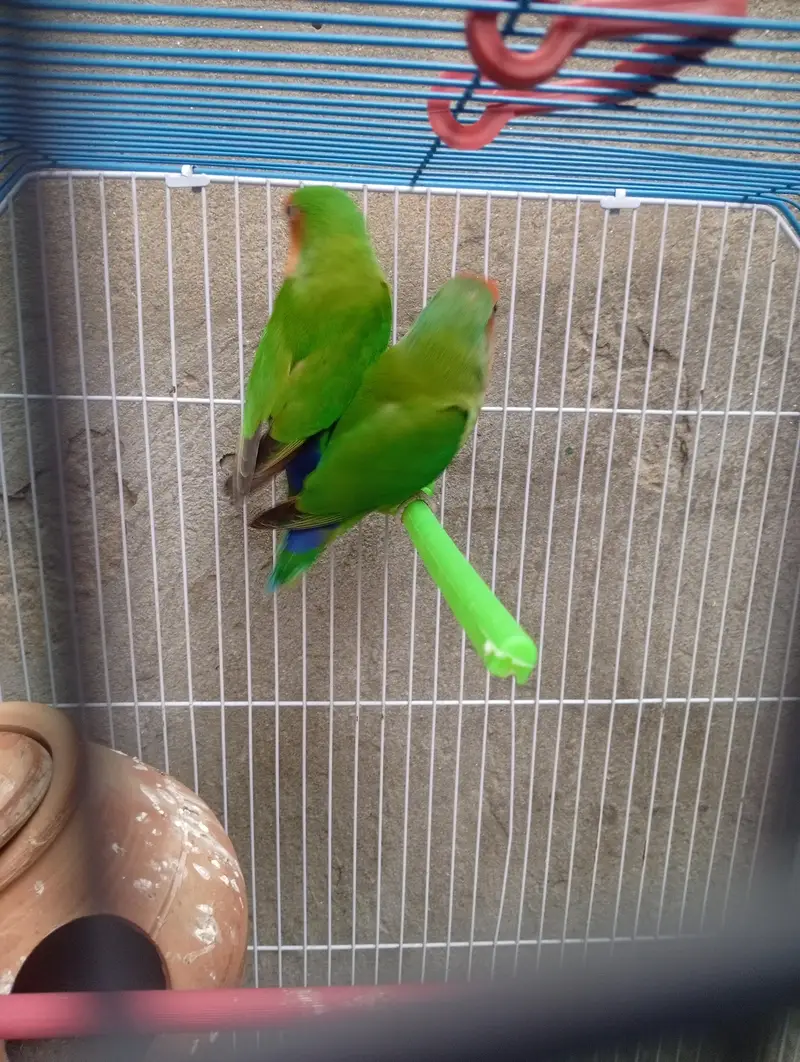 Love bird with cage — photo 4