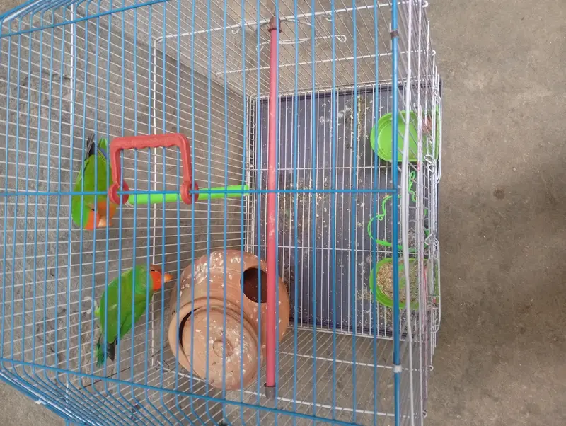 Love bird with cage — photo 5
