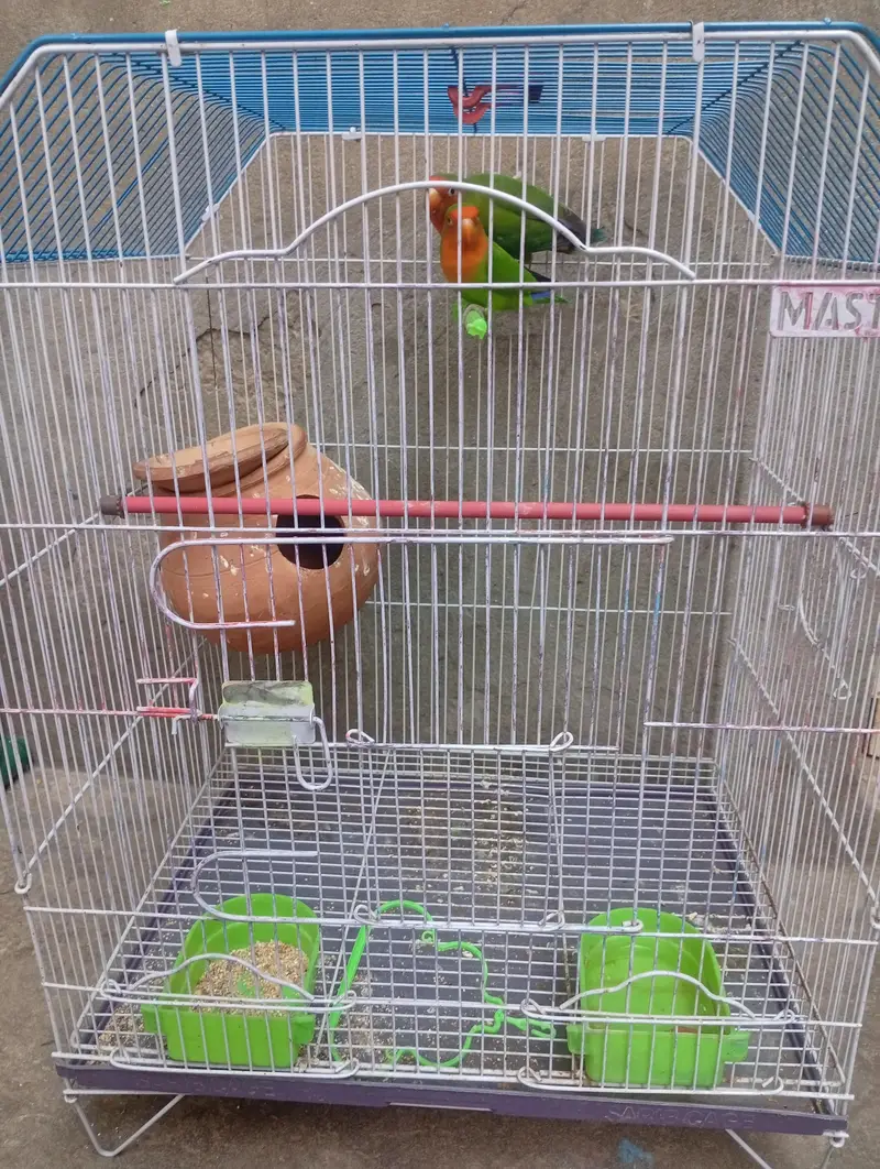 Love bird with cage — photo 6