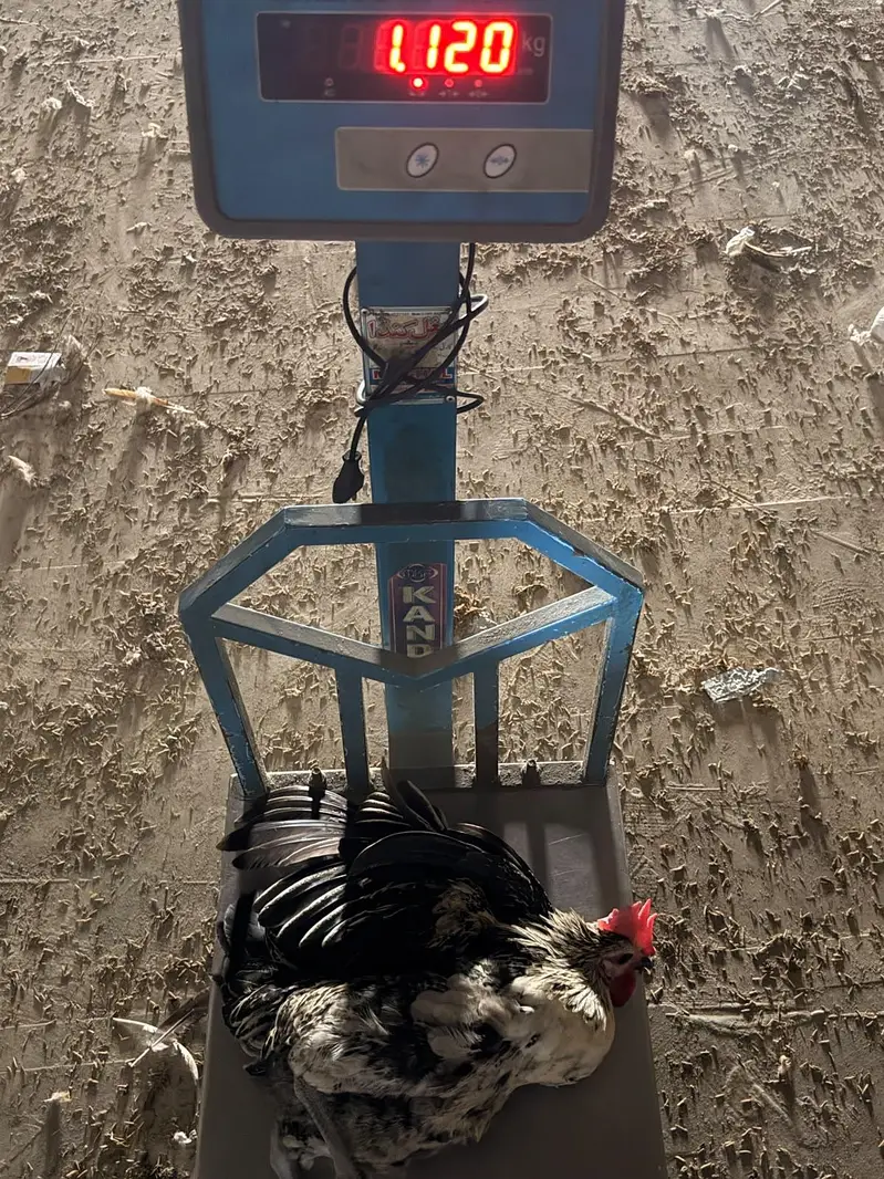 Healthy Desi Murgay Available - Home Raised — photo 3
