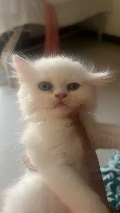 Pure Persian blue eyes triple coat kitten for sale