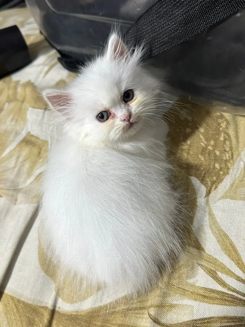 Pure Persian blue eyes triple coat kitten for sale — photo 2