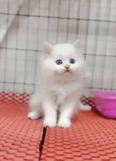 Pure Persian blue eyes triple coat kitten for sale
