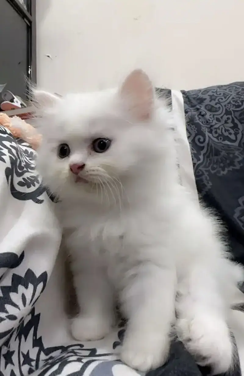 Pure Persian blue eyes triple coat kitten for sale — photo 5