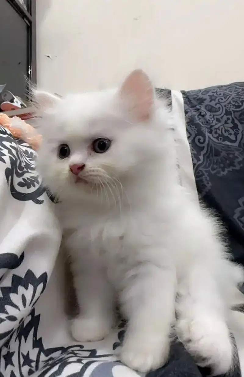Pure Persian blue eyes triple coat kitten for sale — photo 6