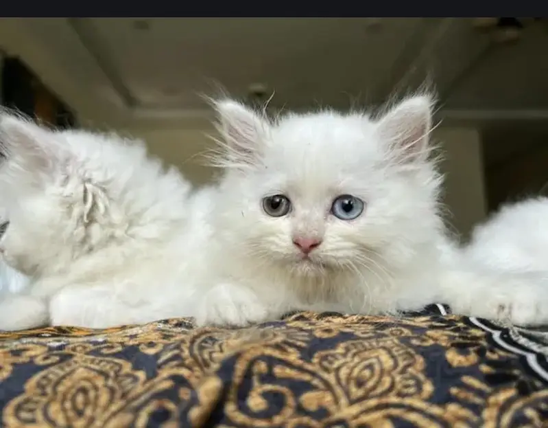 Pure Persian blue eyes triple coat kitten for sale — photo 8