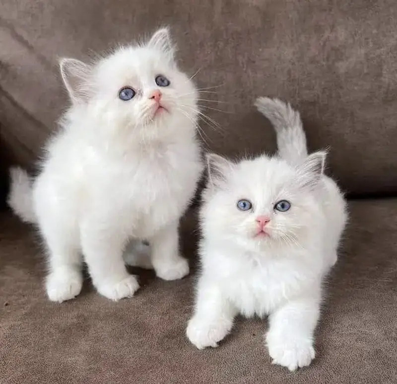 Pure Persian blue eyes triple coat kitten for sale — photo 9