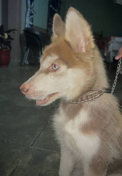 Blue eye