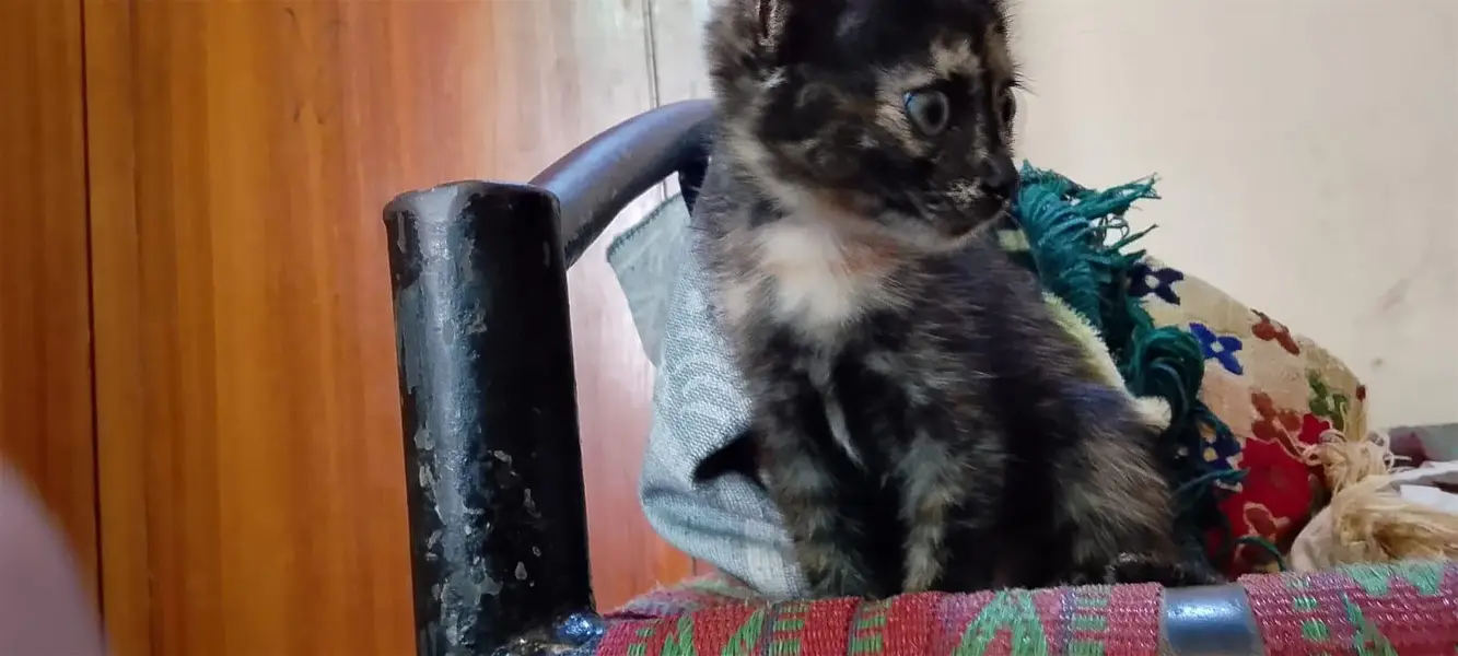 cat for sale — photo 2