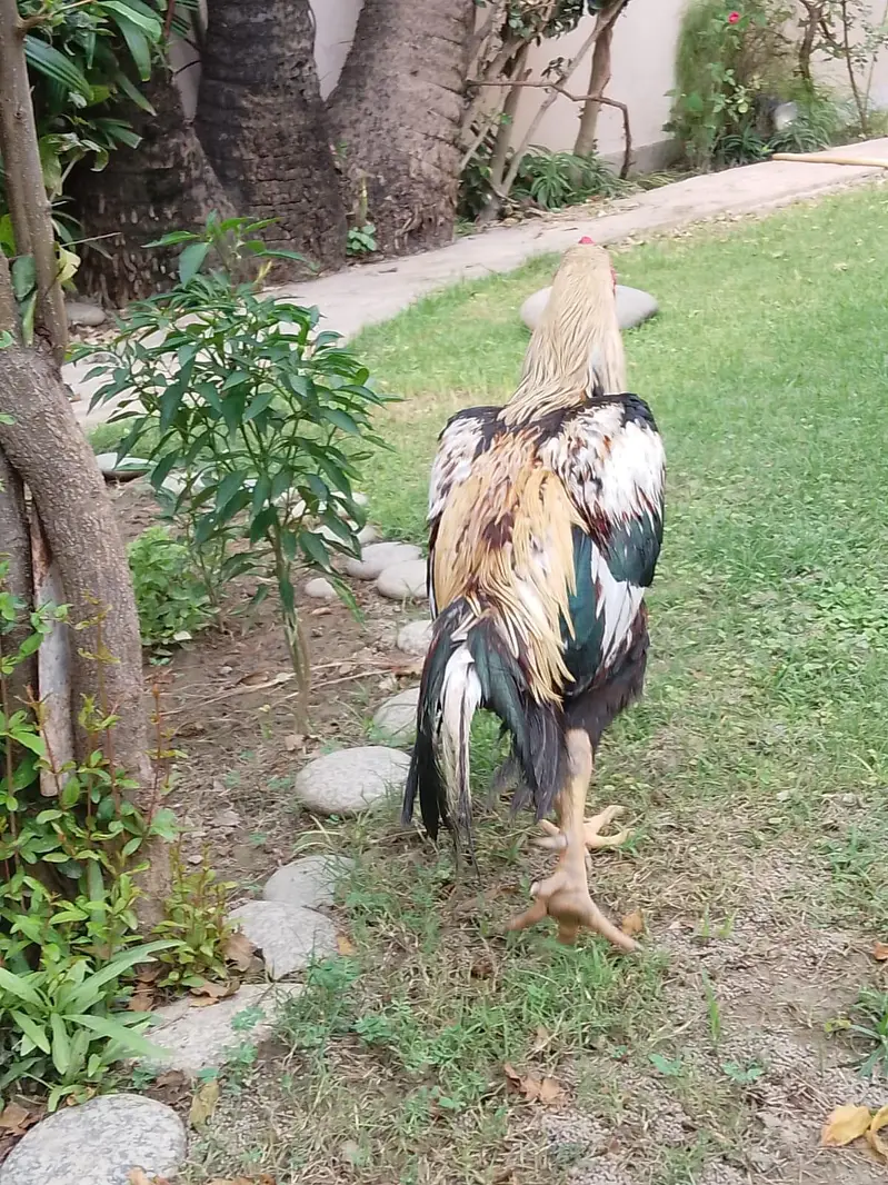 اصیل مرغ — photo 2