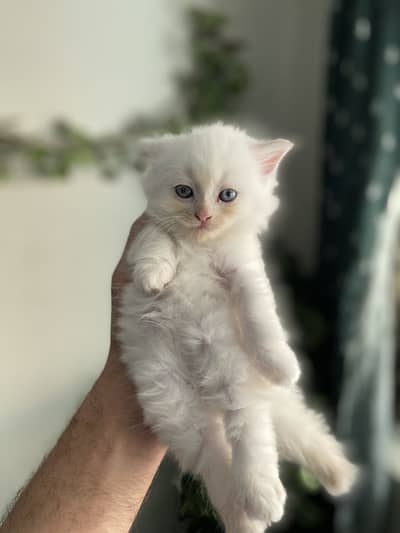 Pure Persian blue eyes twins pair