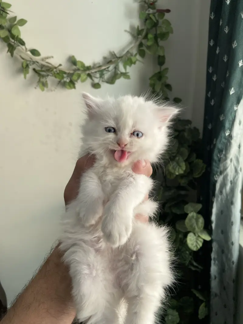 Pure Persian blue eyes twins pair — photo 2