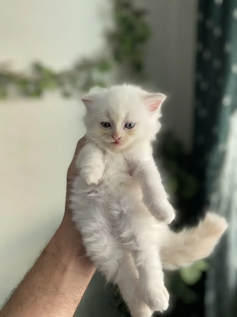 Pure Persian blue eyes twins pair — photo 3