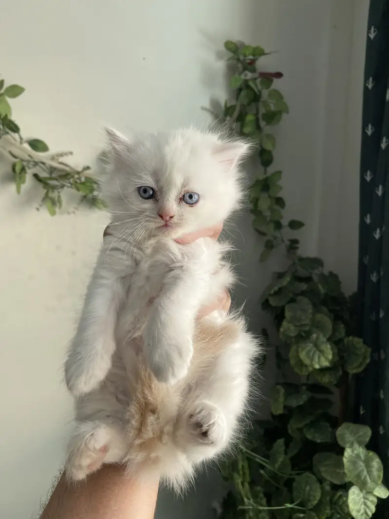 Pure Persian blue eyes twins pair — photo 4