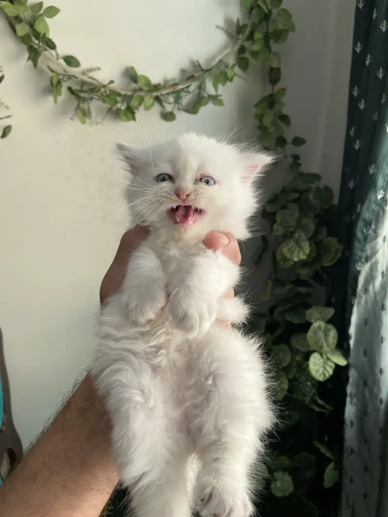 Pure Persian blue eyes twins pair — photo 5