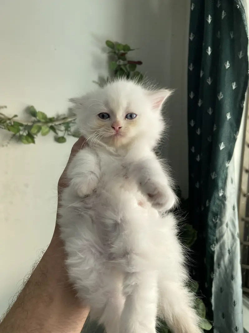 Pure Persian blue eyes twins pair — photo 6