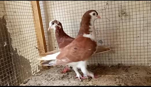 shariz pair