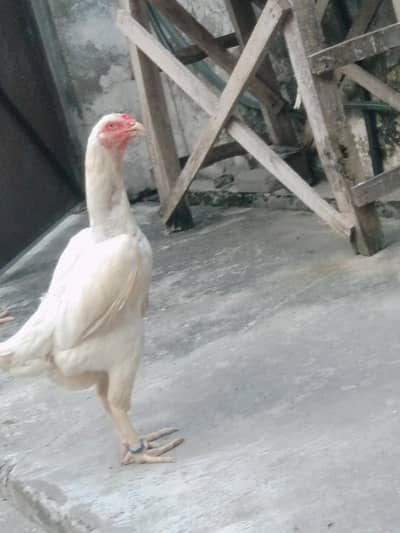 White Shamo female