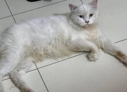 Persian Doll Face For Sale