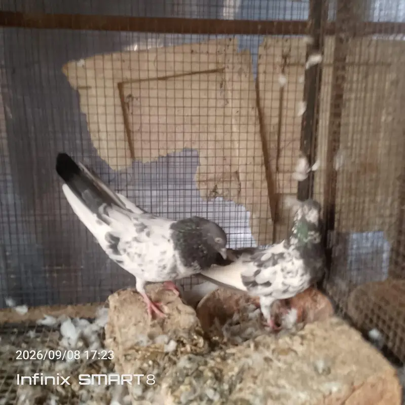 Breeder pairs — photo 4