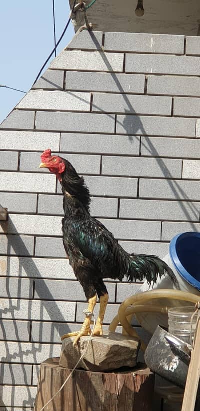 ASEEL LASSANI MUSHKA MALE FOR SELL