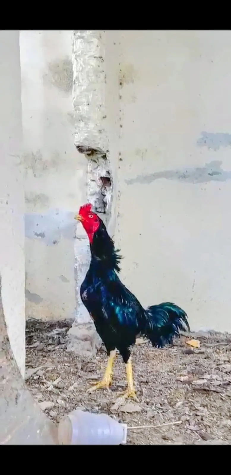 ASEEL LASSANI MUSHKA MALE FOR SELL — photo 2